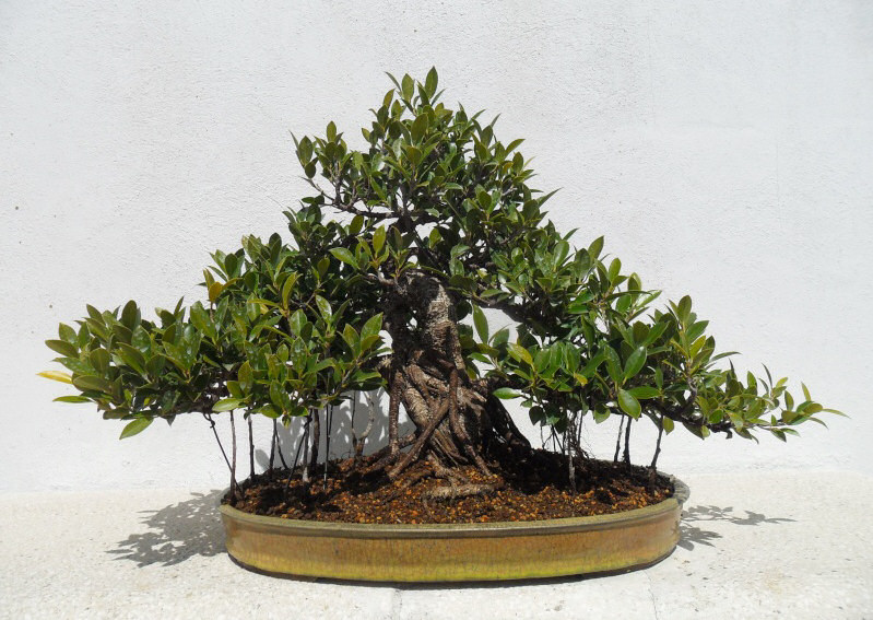 ficus bonsai pot